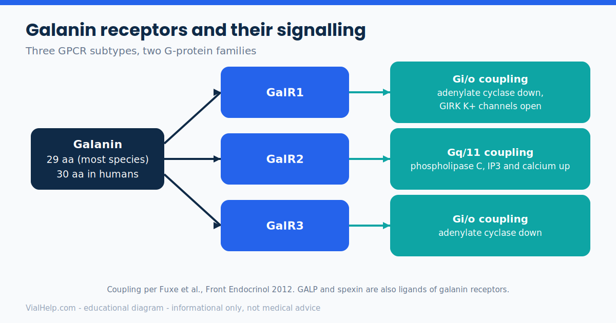 Diagram of galanin receptors GalR1, GalR2 and GalR3 and their Gi/o and Gq/11 signalling