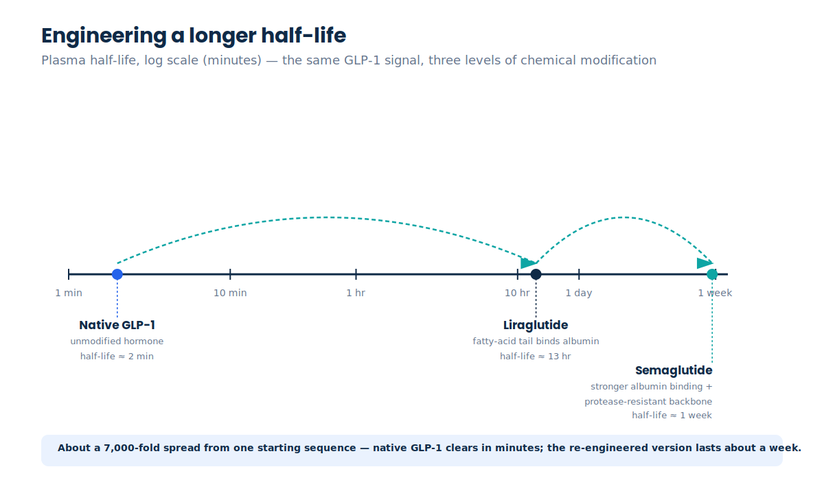 Timeline diagram showing how peptide half-life was engineered from native GLP-1 to liraglutide to semaglutide via albumin binding