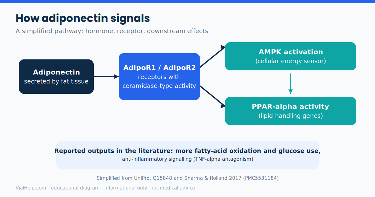 Diagram of how adiponectin signals through AdipoR1 and AdipoR2 receptors to AMPK and PPAR-alpha activity