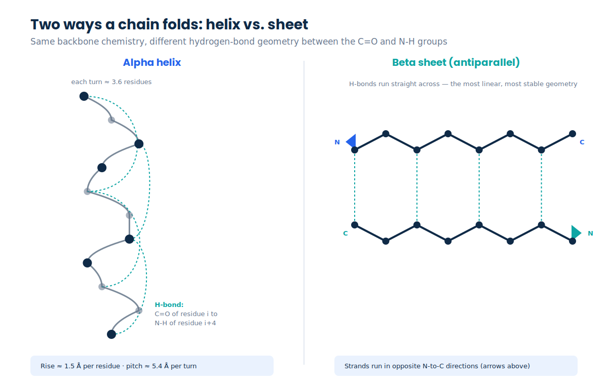 Diagram comparing alpha helix and antiparallel beta sheet hydrogen-bonding patterns in peptide secondary structure