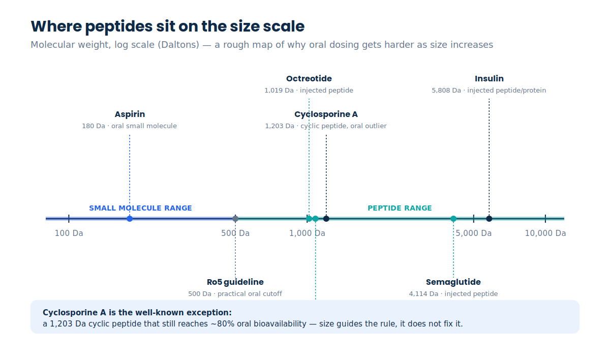 Molecular weight comparison chart showing where peptides vs small molecules sit on the Dalton size scale, from aspirin to insulin