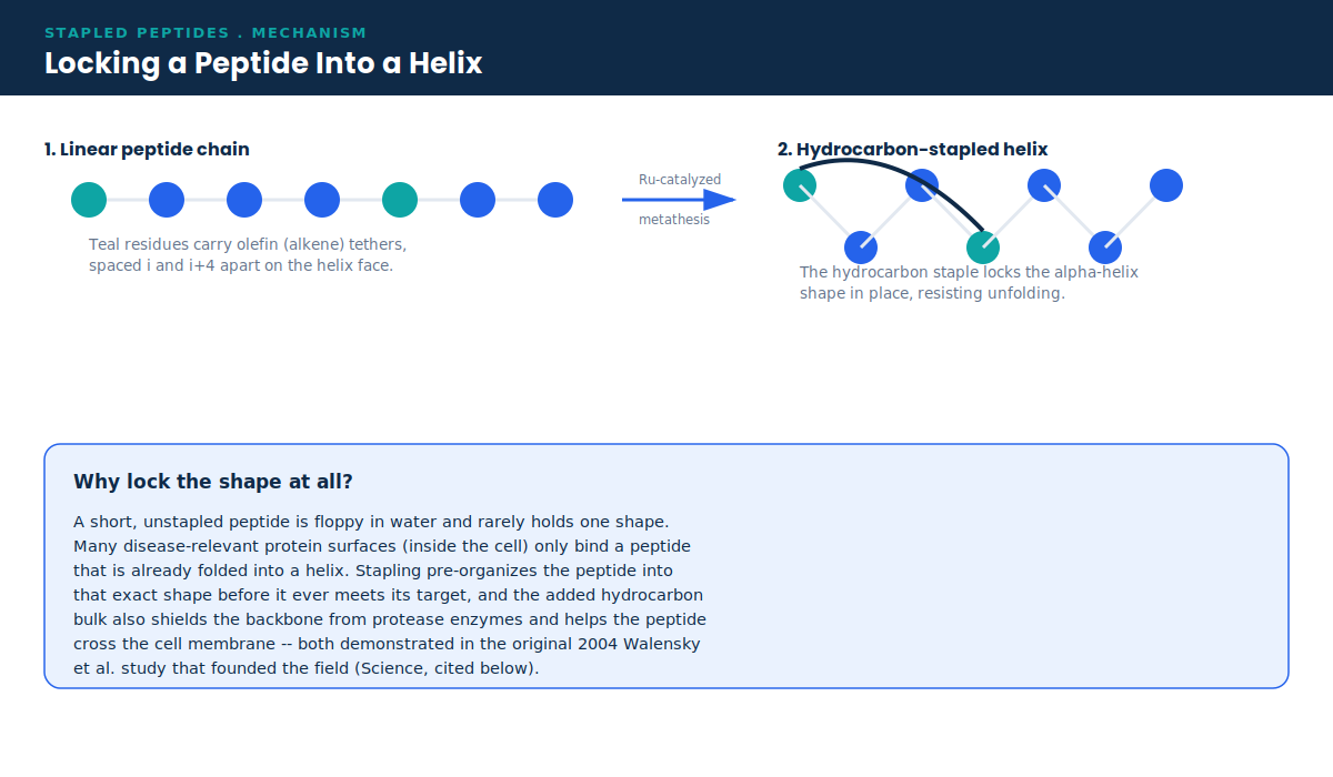 Diagram showing how hydrocarbon stapling locks a peptide chain into an alpha-helix via ring-closing metathesis