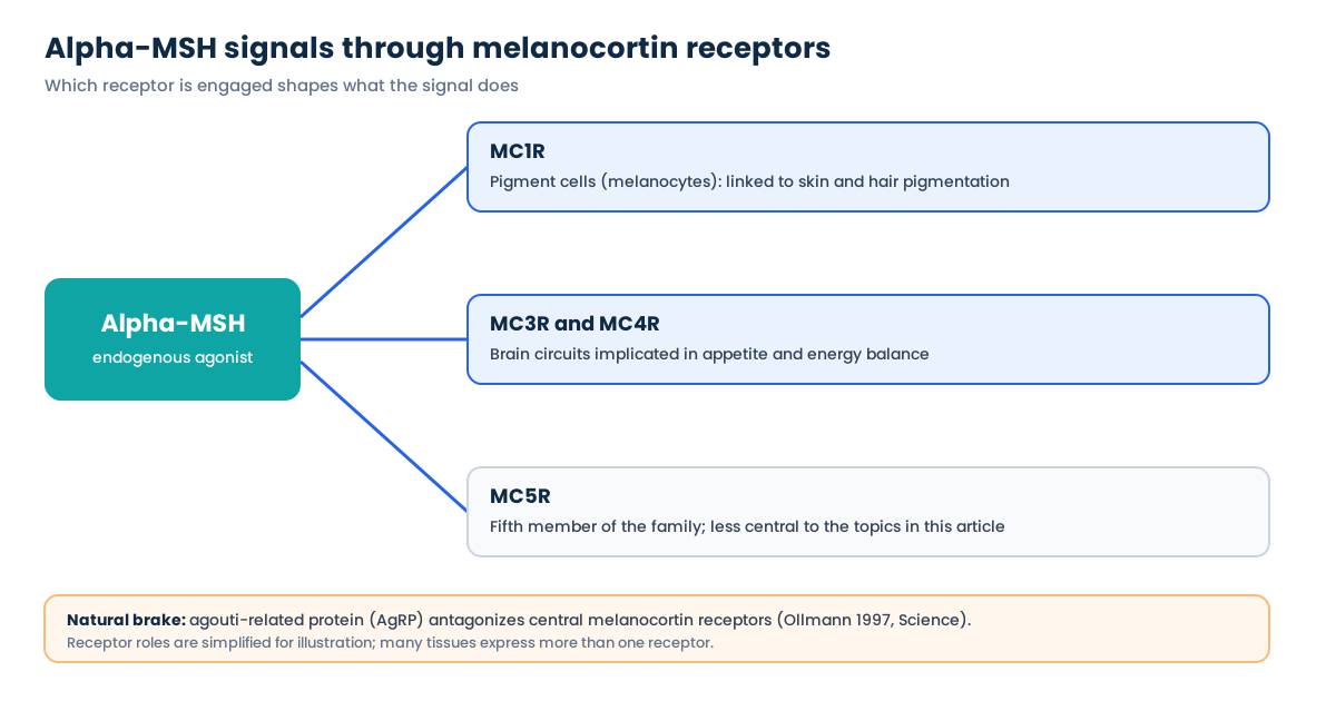 Map of alpha-MSH signalling through MC1R, MC3R, MC4R and MC5R, with AgRP as a natural antagonist