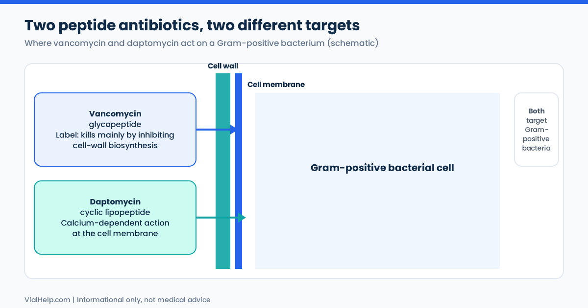 Schematic of glycopeptide and lipopeptide antibiotics: vancomycin inhibits cell-wall biosynthesis while daptomycin acts calcium-dependently at the cell membrane of Gram-positive bacteria