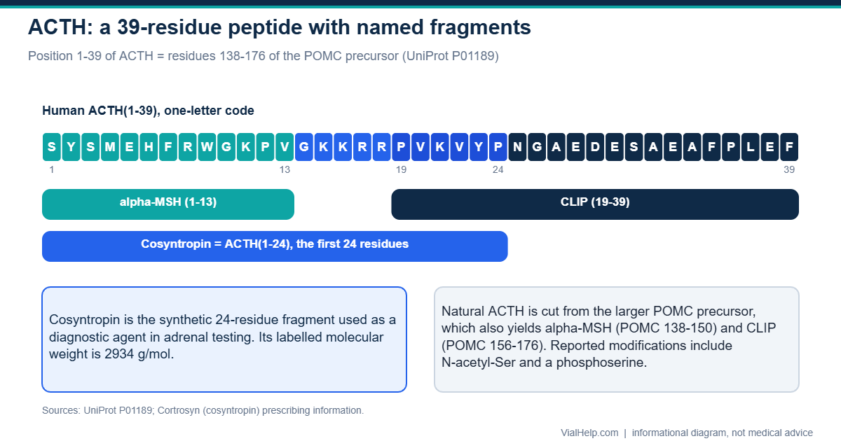 Diagram of ACTH (adrenocorticotropic hormone): the 39-residue sequence with alpha-MSH, CLIP and the cosyntropin 1-24 fragment marked