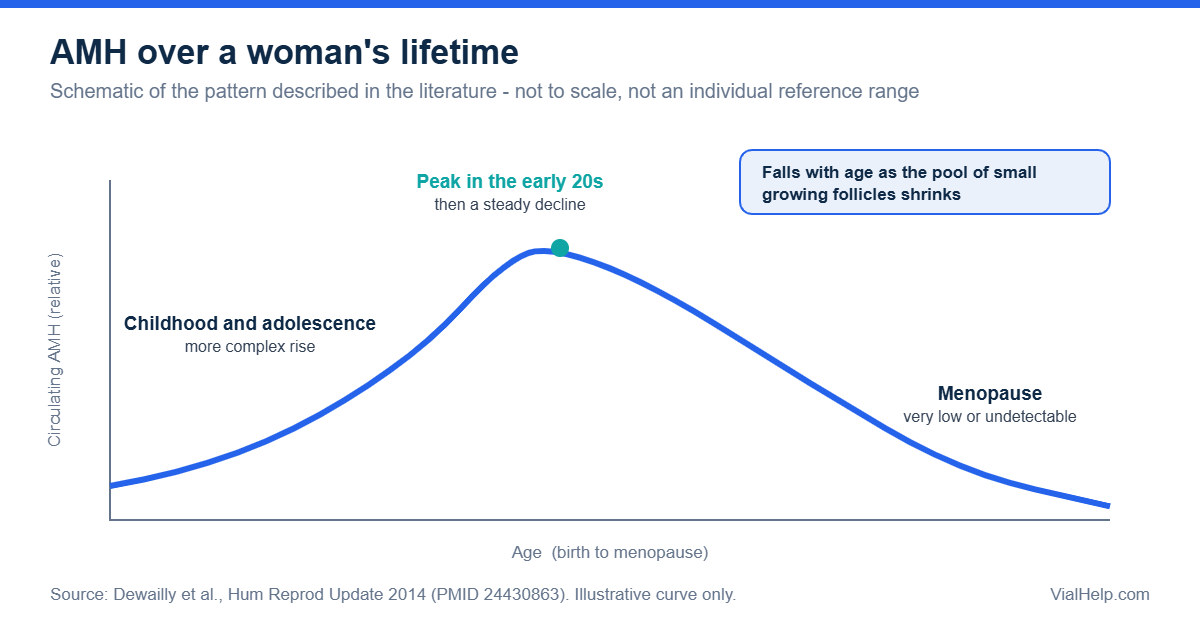 Schematic curve of anti-Müllerian hormone (AMH) levels from childhood through an early-20s peak to menopause