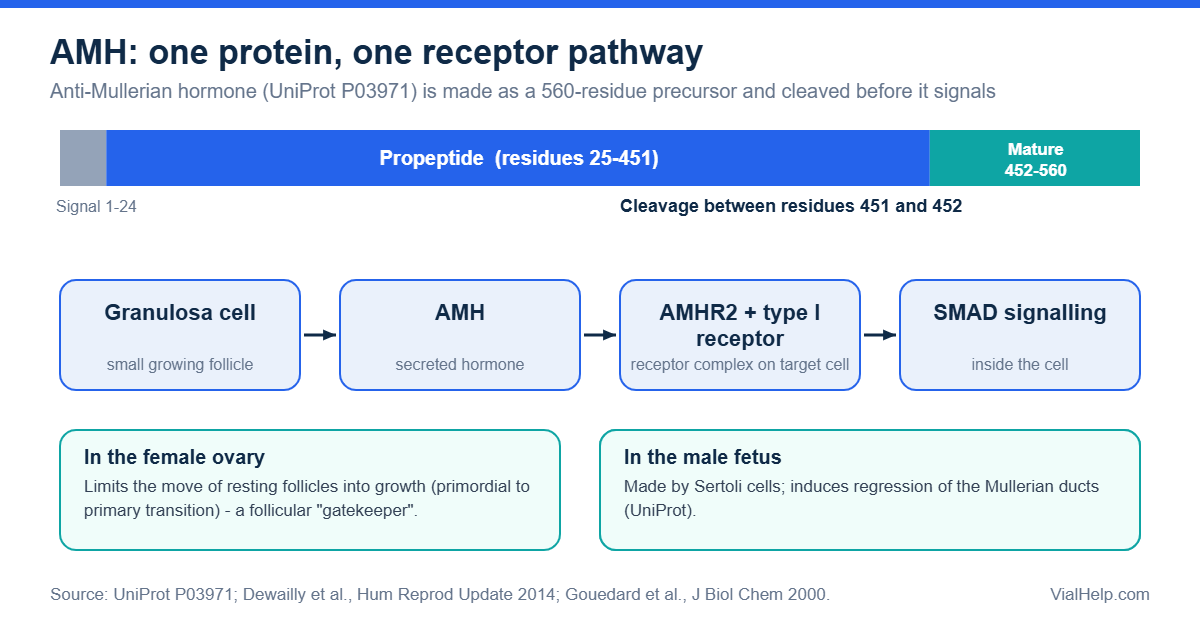 Diagram of anti-Müllerian hormone (AMH): 560-residue precursor, cleavage at residue 451/452, AMHR2 receptor and SMAD signalling in the ovary and male fetus