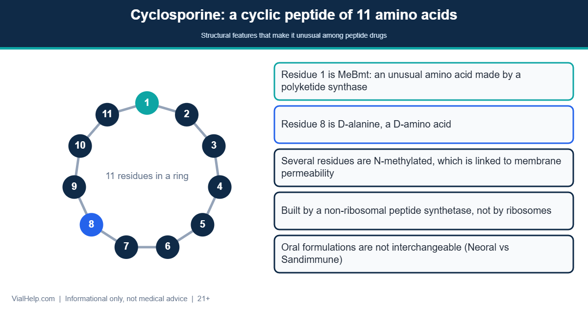 Diagram of the cyclosporine cyclic peptide of 11 amino acids with the unusual MeBmt residue and one D-alanine