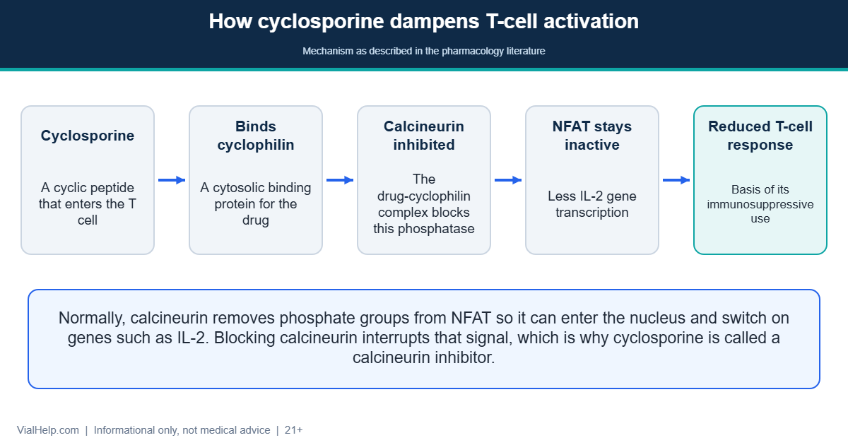Diagram of the cyclosporine mechanism: binding cyclophilin, inhibiting calcineurin, blocking NFAT and reducing T-cell activation