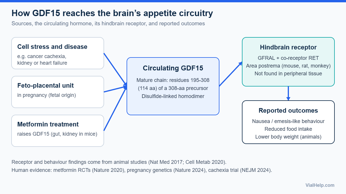 Diagram of the GDF15 pathway: sources of GDF15 feed circulating GDF15, which binds GFRAL and RET in the hindbrain area postrema and is linked to nausea and reduced food intake