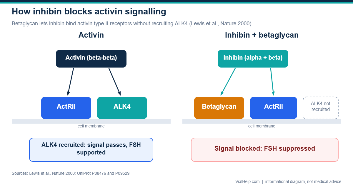 Diagram of how inhibin binds betaglycan and the activin type II receptor without recruiting ALK4, blocking activin signalling