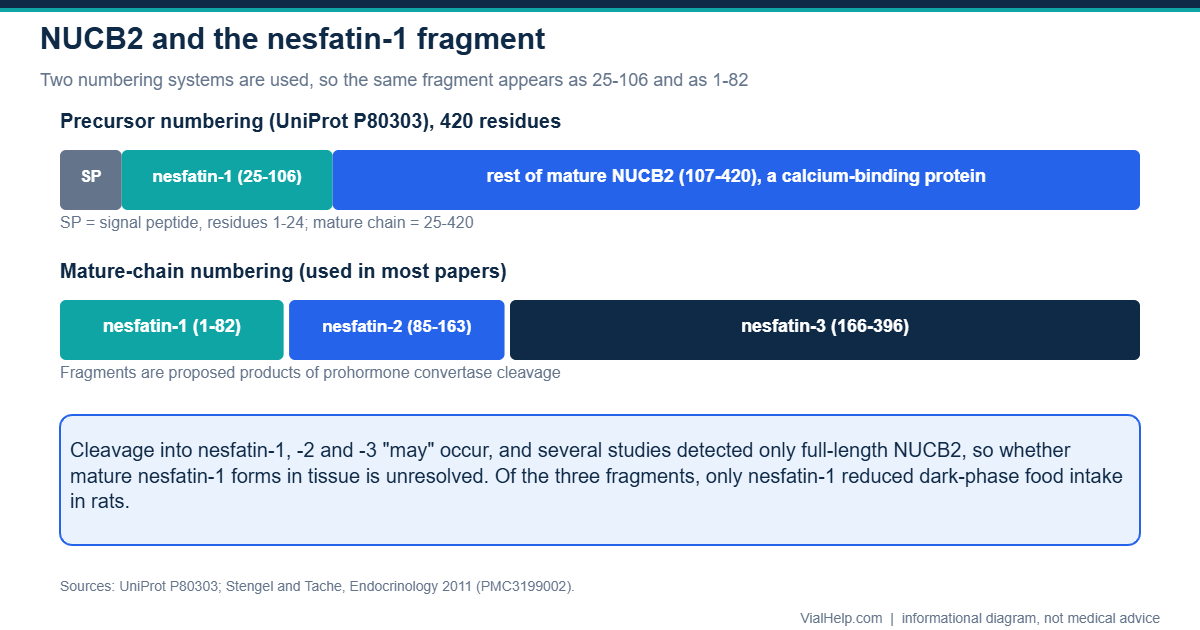 Diagram of the NUCB2 precursor showing the nesfatin-1 fragment under both numbering systems, with putative nesfatin-2 and nesfatin-3