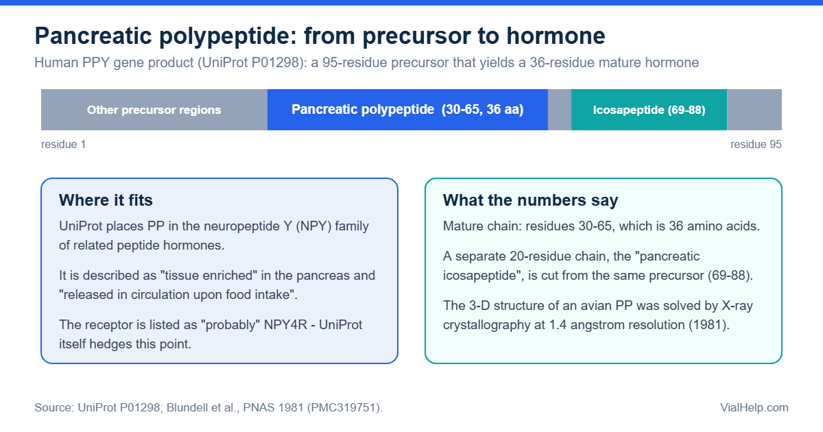 Diagram of the 95-residue pancreatic polypeptide precursor with the 36-residue mature hormone (residues 30-65) and the icosapeptide (69-88)