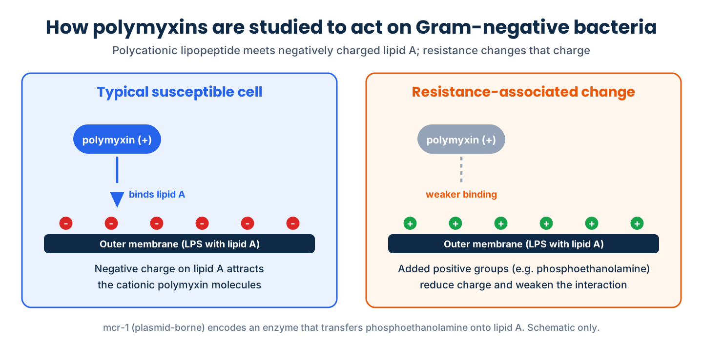 Diagram of how polymyxin antibiotics bind negatively charged lipid A on Gram-negative bacteria and how added positive groups weaken that binding