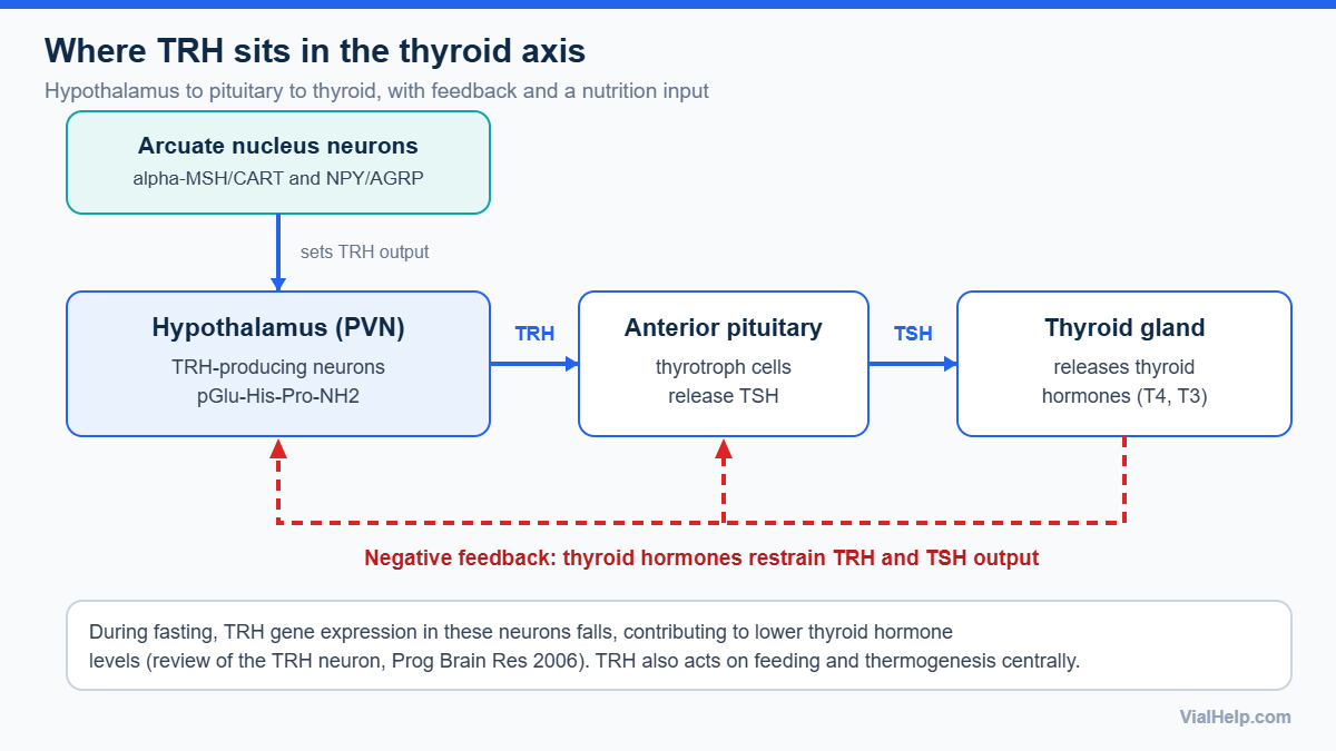 Diagram of thyrotropin-releasing hormone (TRH) in the hypothalamic-pituitary-thyroid axis with negative feedback and an arcuate nucleus nutrition input